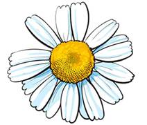 Символом праздника День семьи, любви и верности выбрали ромашку, простой, но благородный цветок. 