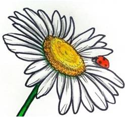 Символ праздника День семьи, любви и верности - ромашка, также ромашка - цветок примирения